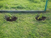 Výsadba na školní zahradě